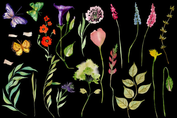 Nature Collection. Watercolour wildflowers