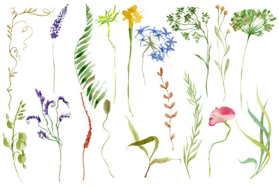Nature Collection. Watercolour wildflowers