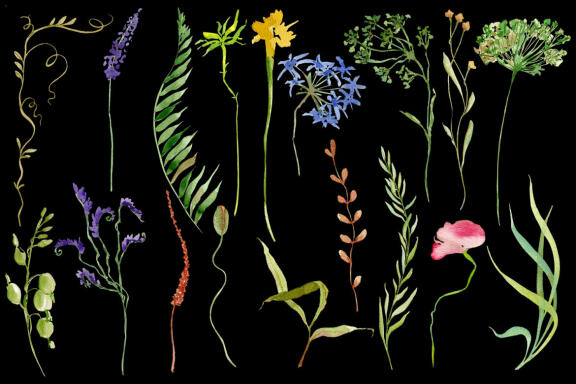 Nature Collection. Watercolour wildflowers