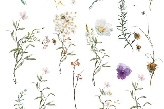 Midsummer collection. 95 PNG. 