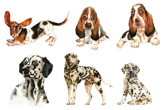 is a dalmatian a hound