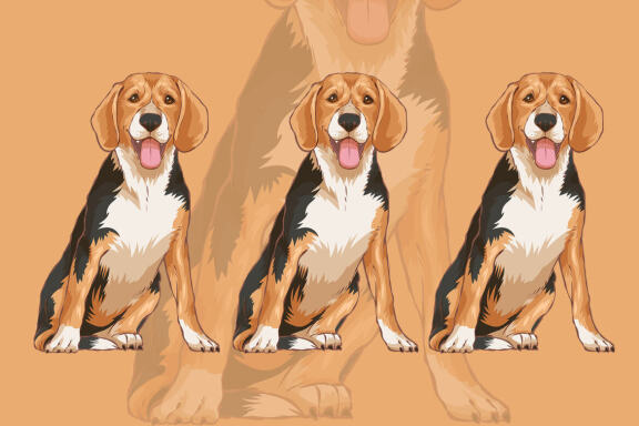 CUTE DOG - Realistic Illustration