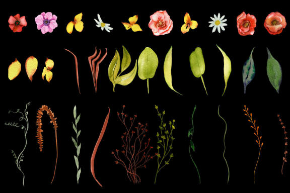 Wild Flowers watercolor wildflowers collection