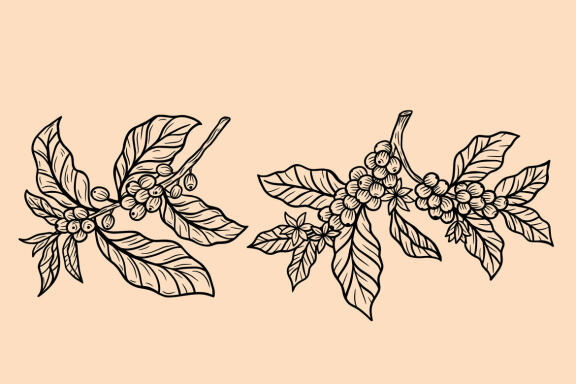 14 Set Bundle Coffee Tree, Coffee Hand Drawn, Coffee Beans Plant Shop Line Art