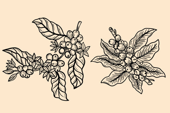 14 Set Bundle Coffee Tree, Coffee Hand Drawn, Coffee Beans Plant Shop Line Art