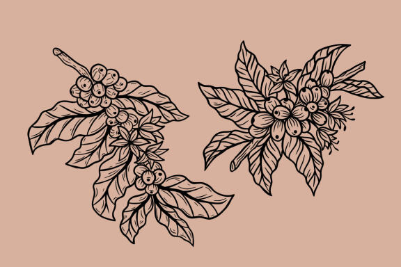 14 Set Bundle Coffee Tree, Coffee Hand Drawn, Coffee Beans Plant Shop Line Art