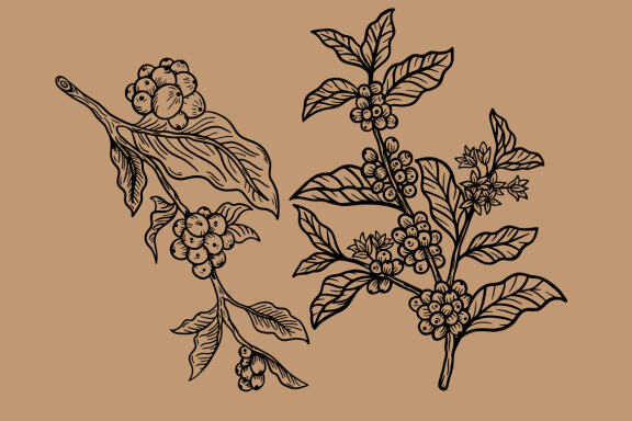 14 Set Bundle Coffee Tree, Coffee Hand Drawn, Coffee Beans Plant Shop Line Art