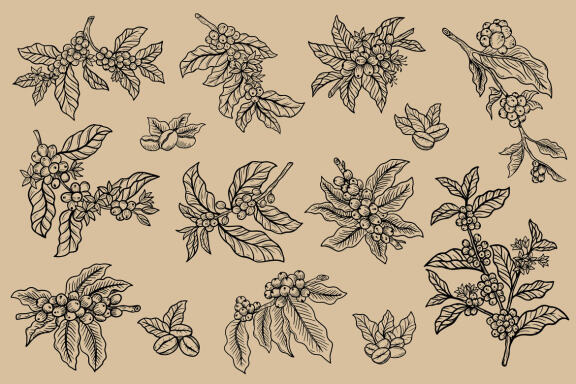 14 Set Bundle Coffee Tree, Coffee Hand Drawn, Coffee Beans Plant Shop Line Art