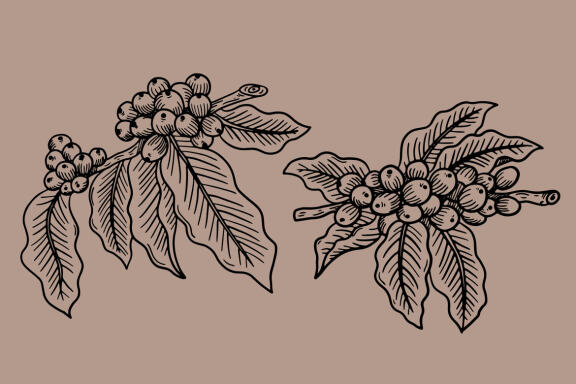 14 Set Bundle Coffee Tree, Coffee Hand Drawn, Coffee Beans Plant Shop Line Art