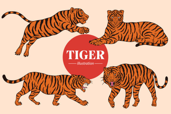 18 Set Bundle Tiger Head Pose Wild Animal Jungle Safari Vintage Clipart Cartoon