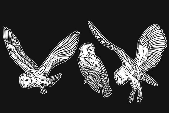 24 Set Bundle Owl Bird Animal Clipart Hand Drawn Engraving Style