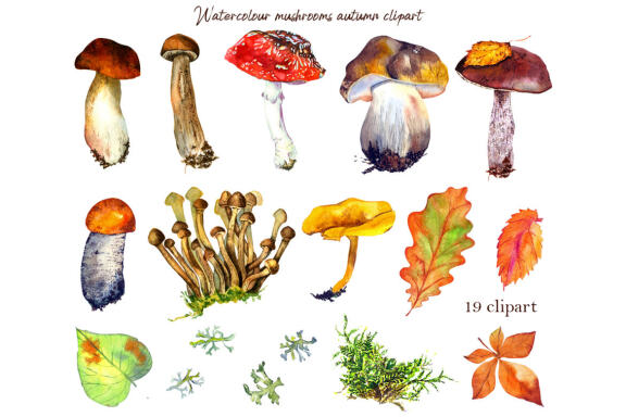 Watercolor forest mushrooms clipart, Autumn Clipart