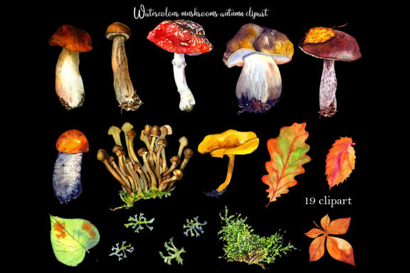 Watercolor forest mushrooms clipart, Autumn Clipart