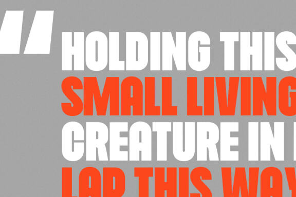Cogney Sans Serif FREE Font