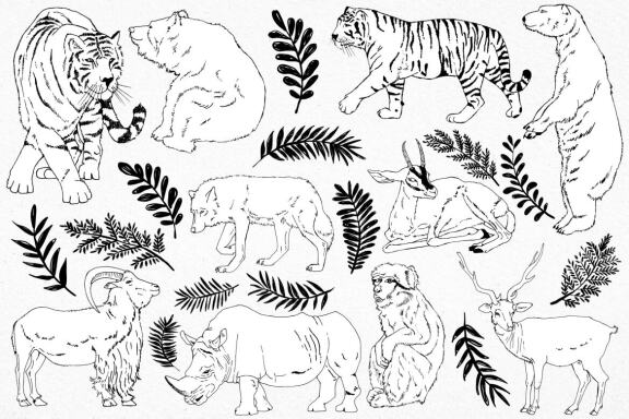A Path Through the Jungle Collection