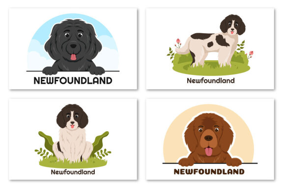 12 Newfoundland Dog Illustration