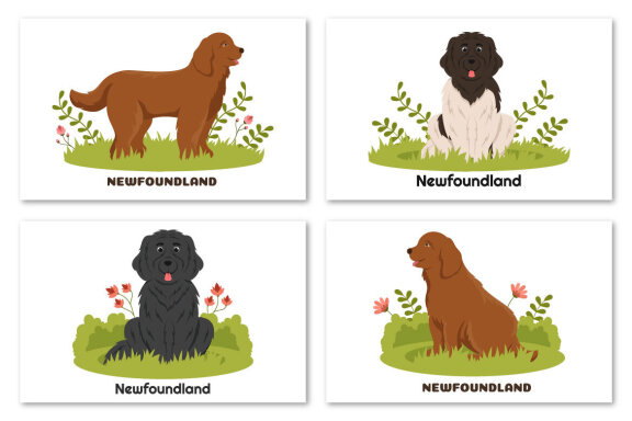 12 Newfoundland Dog Illustration