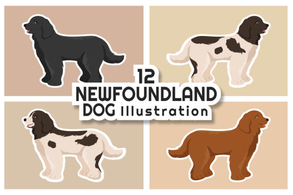 12 Newfoundland Dog Illustration