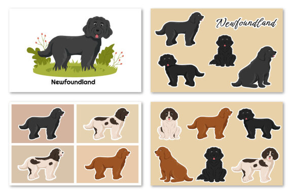 12 Newfoundland Dog Illustration