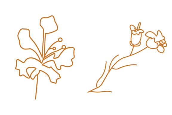Line Floral Illustration