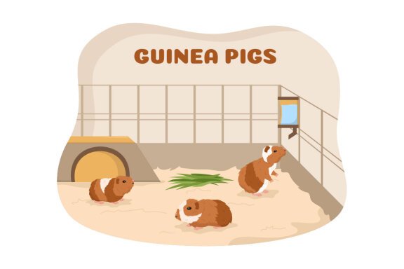 10 Guinea Pig Pets Illustration