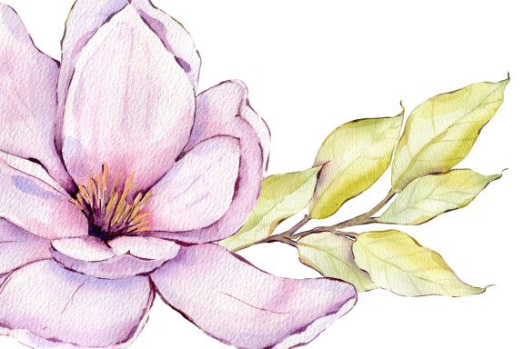 Watercolor pink magnolia flowers clipart Romantic bouquet
