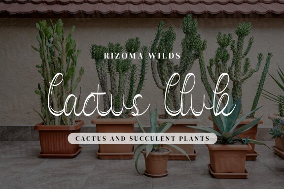 Vanadoora Script Fonts