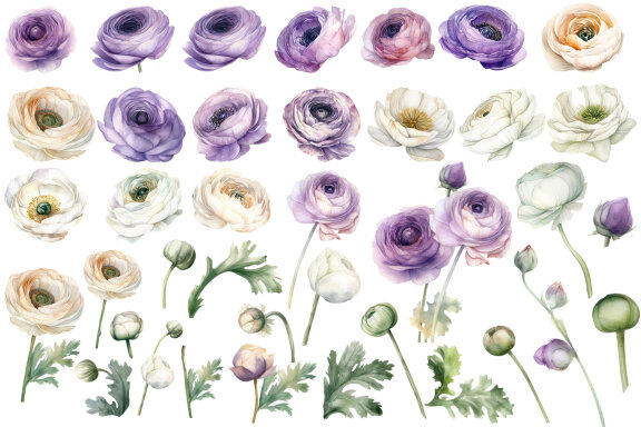 Ranunculus clipart, Watercolor floral clipart