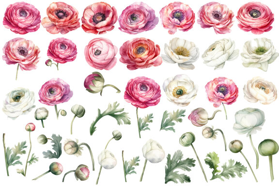 Ranunculus clipart, Watercolor floral clipart 