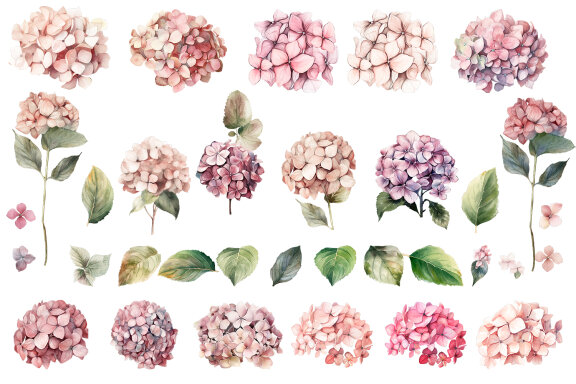 Hydrangea clipart, Watercolor floral clipart