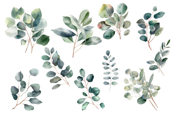 Eucalyptus watercolor leaves clipart