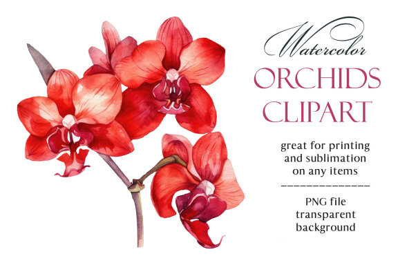 Orchids. Watercolor clipart collection Bundle