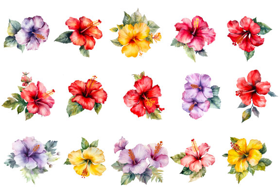 Hibiscus. Watercolor clipart collection Bundle