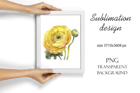 Yellow flower. Watercolor clipart collection Bundle