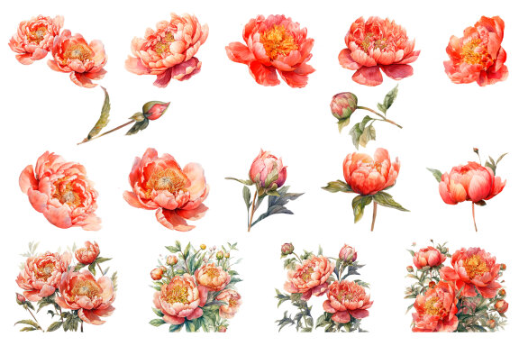 Watercolor Peony flower Clipart Bundle