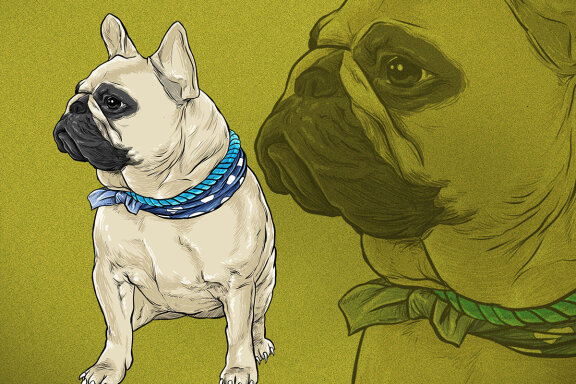 Hand drawn pug dog illustration