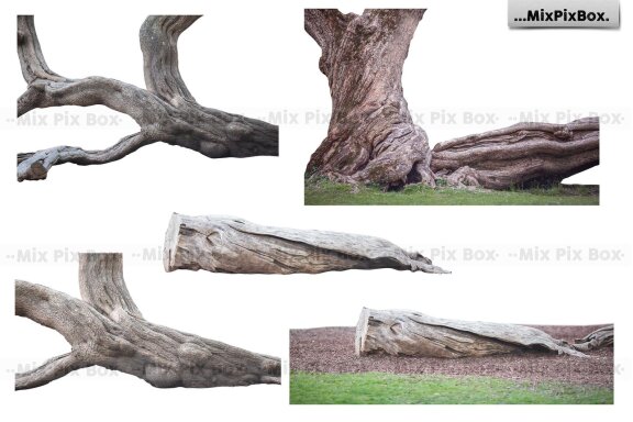 Old Tree Trunk Photo Overlays