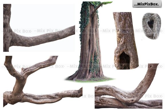 Old Tree Trunk Photo Overlays