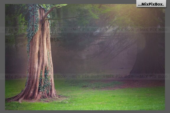 Forest Squirrels Backdrop