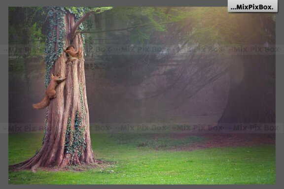 Forest Squirrels Backdrop