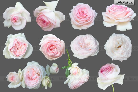 Roses Photo Overlays