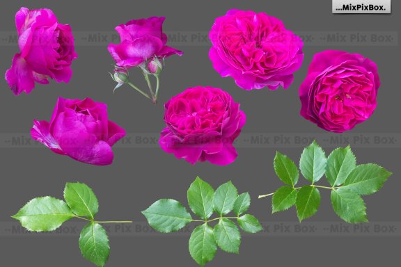 Roses Photo Overlays