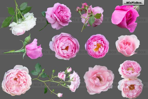 Roses Photo Overlays