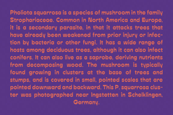Natuno Reverse Contrast Display Sans Font