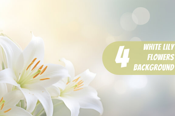 4 Images of white lily flowers with blurred background