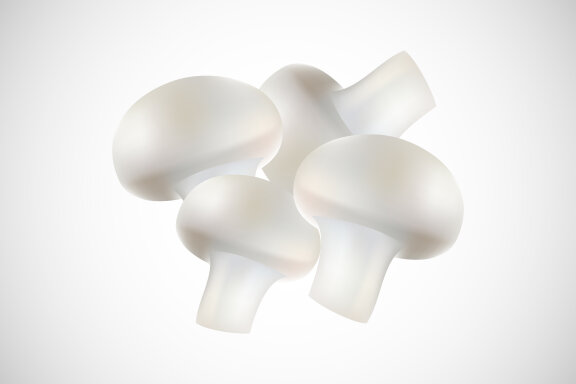 Mushroom creative design vector illustration