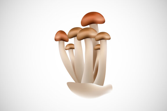 Mushroom creative design vector illustration