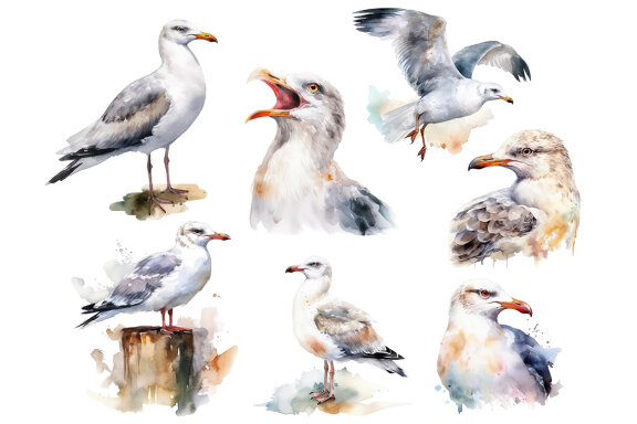 FREE Watercolor Seagull PNG Bundle