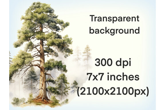 Forest Trees PNG Bundle, Summer Tree Clipart