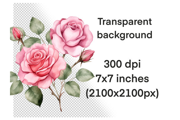 Pink Roses PNG Bundle, Watercolor Flowers Clipart